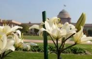 Saying it With Flowers. Delhi Blooms for Obamas