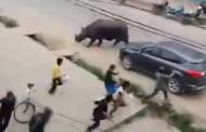 Rhinoceros in the streets of Nepal