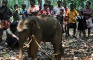 Rescued baby elephant taken to Jaldapara from Jhargram Zoo