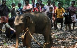 Rescued baby elephant taken to Jaldapara from Jhargram Zoo