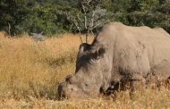 The only male northern white rhino left in the entire world is under 24-hour protection by armed guards