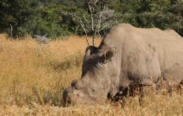 The only male northern white rhino left in the entire world is under 24-hour protection by armed guards