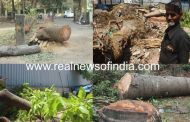 Real News intervenes on illegal cutting of trees