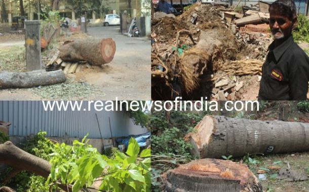 Real News intervenes on illegal cutting of trees