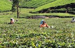 “Centre to seek report on tea workers condition”