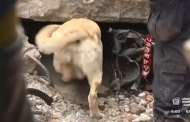 This dog is saving lives in Nepal, and his story is amazing