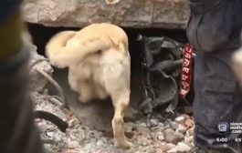 This dog is saving lives in Nepal, and his story is amazing