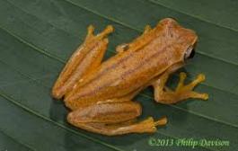 A biologist’s hobby turns her into a ‘frog collector’