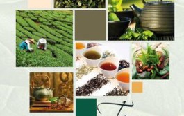 Tea catalogue