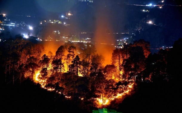 Over 24,000 forest fire cases reported this year: Govt