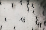 add add Dengue cases climb to nearly 500 in Delhi