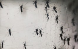 add add Dengue cases climb to nearly 500 in Delhi