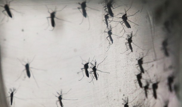 add add Dengue cases climb to nearly 500 in Delhi