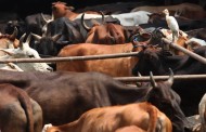 Cruelty to animals: Court refuses to return cattle to man