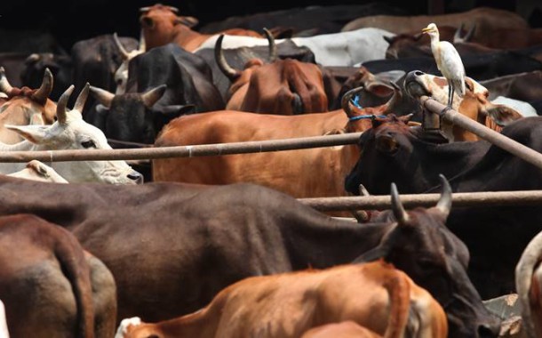 Cruelty to animals: Court refuses to return cattle to man